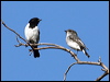 Click here to enter gallery and see photos/pictures/images of Hooded Robin
