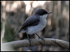 Click here to enter gallery and see photos/pictures/images of Mangrove Robin