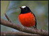 Click here to enter gallery and see photos/pictures/images of Norfolk Robin