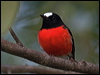 Click here to enter gallery and see photos of: White-browed, Buff-sided, Grey-headed, White-faced, Pale-yellow, Eastern Yellow, Yellow-bellied, Mangrove, Hooded, Dusky, Pacific, Scarlet, Red-capped, Pink, Rose and Flame Robins; Jacky Winter; Lemon-bellied and Yellow-legged Flycatchers; Northern Scrub-Robin; Tomtit.