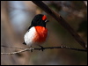 red_capped_robin_88440
