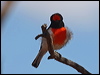 red_capped_robin_88445