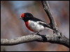 red_capped_robin_88448