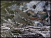 Click here to enter gallery and see photos/pictures/images of Southern Scrub Robin