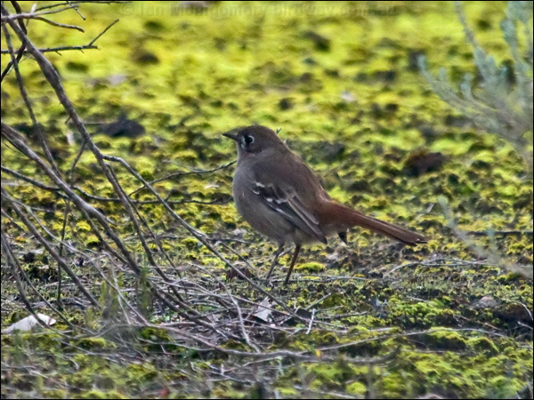 Southern Scrub Robin south_scrub_robin_213749.psd