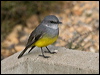 west_yellow_robin_213846