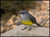 Click here to enter gallery and see photos/pictures/images of Western Yellow Robin