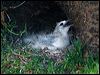 red_tail_tropicbird_140622