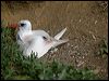 red_tail_tropicbird_141205
