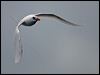 red_tail_tropicbird_141293