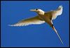 Click here to enter gallery and see photos of White-tailed Tropicbird