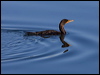 Click here to enter gallery and see photos of Double-crested Cormorant