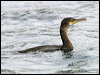 Click here to enter gallery and see photos of European Shag