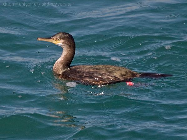 Great Cormorant great_cormorant_201785.psd