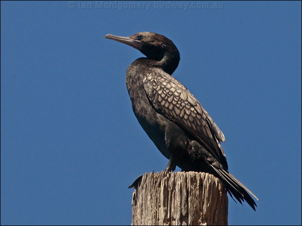 Little Black Cormorant littleblackcormorant184932.psd