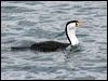 Click here to enter gallery and see photos of (Large) Pied Cormorant