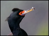 Click here to enter gallery and see photos of: Pelagic, Little Pied, Brandts, Black-faced, Double-crested, Large Pied, Little Black, Great, Cape, Red-faced Cormorant; Spotted, Macquarie, Campbell, Auckland, Bronze, European Shag