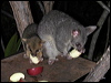 Click here to enter gallery and see photos/pictures/images of Common Brushtail Possum