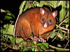 Click here to enter gallery and see photos of: Brush-tailed Possum