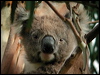 Click here to enter gallery and see photos of: Koala