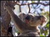 Click here to enter gallery and see photos/pictures/images of Koala