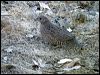 brown_quail_09938