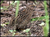 Click here to enter gallery and see photos of Brown Quail