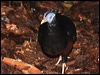 Click here to enter gallery and see photos of Crested Fireback