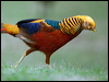 Click here to enter gallery and see photos of Golden Pheasant