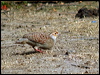 Click here to enter gallery and see photos of Grey Francolin