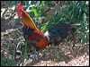 Click here to enter gallery and see photos of Red Junglefowl