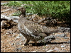 Click here to enter gallery and see photos of Sooty Grouse