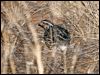 Click here to enter gallery and see photos of Stubble Quail