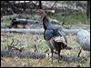 Click here to enter gallery and see photos of Wild Turkey
