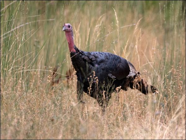 Wild Turkey wild_turkey_109742.psd