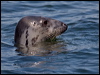 Click here to enter gallery and see photos/pictures/images of Grey Seal