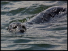 Click here to enter gallery and see photos/pictures/images of Harbour Seal