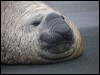 Click here to enter gallery and see photos/pictures/images of Northern Elephant Seal