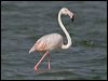 Click here to enter gallery and see photos of: Greater Flamingo