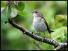 Click here to enter gallery and see photos of: Willow Warbler, Common Chiffchaff.