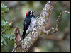 Click here to enter gallery and see photos of Acorn Woodpecker