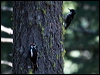 Click here to enter gallery and see photos of Black-backed Woodpecker