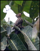 buffrump_woodpecker_56318