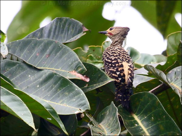 Buff-rumped Woodpecker buffrump_woodpecker_56313.psd