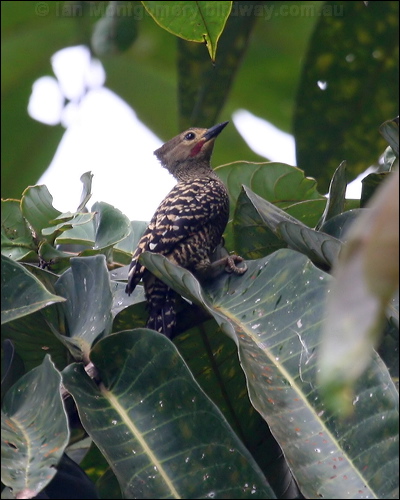 Buff-rumped Woodpecker buffrump_woodpecker_56318.psd