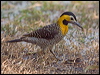 Click here to enter gallery and see photos of Campo Flicker