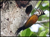 Click here to enter gallery and see photos of Common Flameback