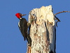 Click here to enter gallery and see photos of Crimson-crested Woodpecker