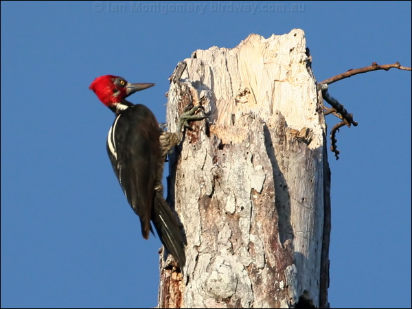Crimson-crested Woodpecker crimsoncrwoodpecker_26330.psd
