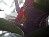 Click here to enter gallery and see photos of Crimson-mantled Woodpecker